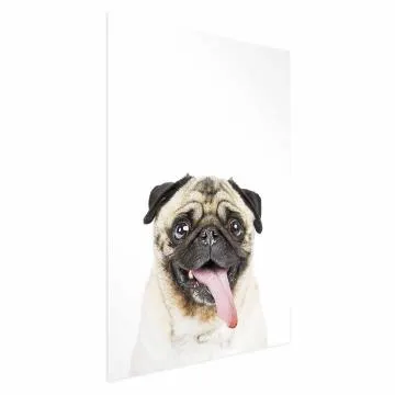 Plakat Mops 60x90 cm bez ramy bez marginesu