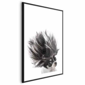 Plakat Chihuahua 40x60 cm z ramą czarną z marginesem