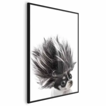Plakat Chihuahua 29,7x42 cm z ramą czarną bez marginesu