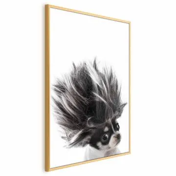 Plakat Chihuahua 40x60 cm z ramą złotą bez marginesu