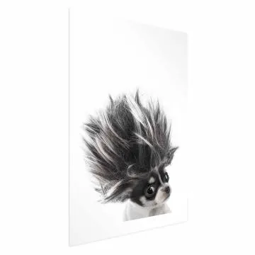 Plakat Chihuahua 60x90 cm bez ramy z marginesem