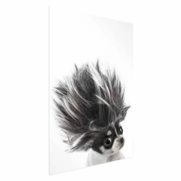 Plakat Chihuahua 21x30 cm bez ramy bez marginesu