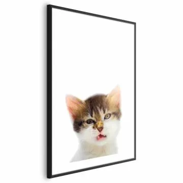 Plakat Zirytowany kot 29,7x42 cm z ramą czarną z marginesem