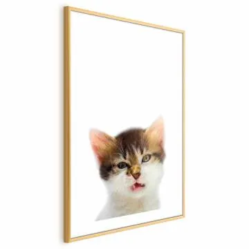 Plakat Zirytowany kot 29,7x42 cm z ramą złotą z marginesem