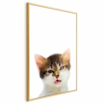 Plakat Zirytowany kot 60x90 cm z ramą złotą bez marginesu