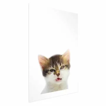 Plakat Zirytowany kot 40x60 cm bez ramy z marginesem