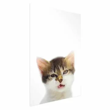 Plakat Zirytowany kot 40x60 cm bez ramy bez marginesu