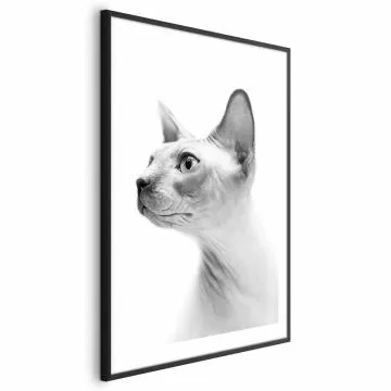 Plakat bezwłosy kot 21x30 cm z ramą czarną z marginesem