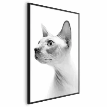 Plakat bezwłosy kot 21x30 cm z ramą czarną bez marginesu