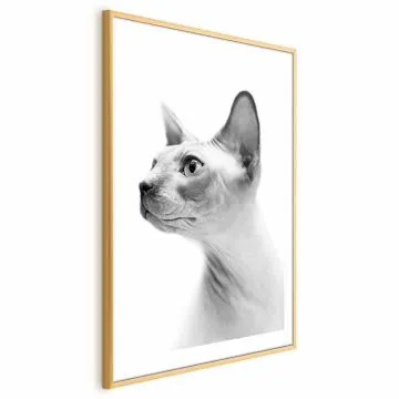 Plakat bezwłosy kot 21x30 cm z ramą złotą z marginesem