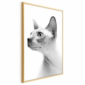 Plakat bezwłosy kot 40x60 cm z ramą złotą bez marginesu