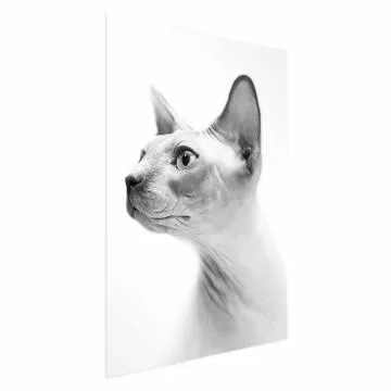 Plakat bezwłosy kot 21x30 cm bez ramy bez marginesu