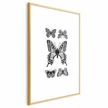 Plakat Pięć motyli 40x60 cm z ramą złotą z marginesem