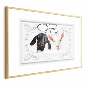 Plakat Śmieszne kozy 30x21 cm z ramą złotą z marginesem