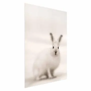 Plakat Strachliwe spojrzenie 60x90 cm bez ramy bez marginesu