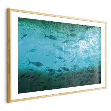 Plakat Gromada ryb 30x21 cm z ramą złotą z marginesem