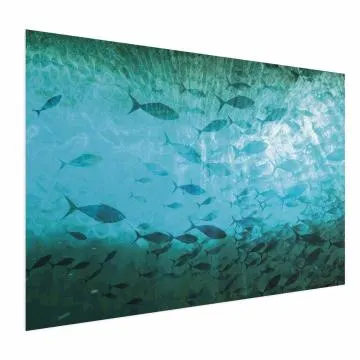 Plakat Gromada ryb 90x60 cm bez ramy bez marginesu